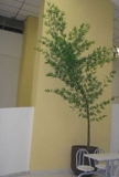 Bambu Mosso Artificial 