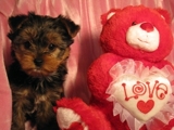 Masculino e feminino Yorkie cachorrinho para adopção