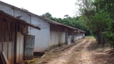 Granja suinos e aves a Venda na região de Avaré