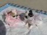 libre cachorro chihuahua para su aprobación