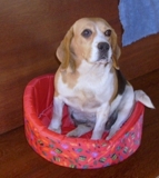 Beagles filhotes
