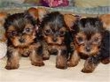 ADORABLE VASO YORKIE CACHORROS PARA SUA APROBACION