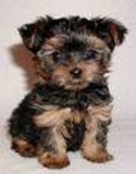  Yorkie vaso de cachorros para la adopción libre - La Romana - La Romana