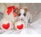 Diminuto chihuahua cachorros para la venta
