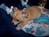  Diminuto chihuahua cachorros para la venta - Mascotas - Las Palmas de Gran Canaria - Todo