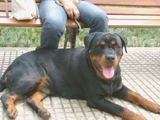 EN VENTA HERMOSOS CACHORROS ROTTWEILER
