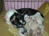 bendo chiguagua  numero 2 interesados llamar al 8095444227 