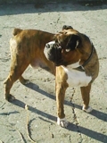 Vendo cachorro Boxer 