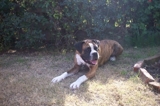 PERRO BoXer BUSCA NOVIA - Montevideo - Montevideo