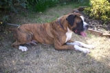 PERRO BoXer BUSCA NOVIA - Montevideo - Montevideo
