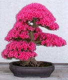 Aprenda fazer bonsai ! Apostila inédita, ilustrada c/fotos passo a 