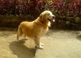 Golden_retriever_thumb