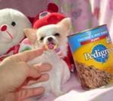 cute e adorável chihuahua para uma casa adorável      contato para 