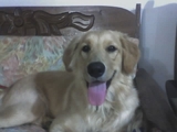 GOLDEN RETRIEVER BUSCA NOVIA - Distrito Capital - Caracas