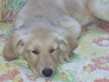 GOLDEN RETRIEVER BUSCA NOVIA - Distrito Capital - Caracas