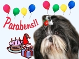 NOVAS NINHADAS DE SHIH TZU P/ APARTAMENTO
