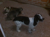 GUARDERIA CANINA LANUS ZONA SUR