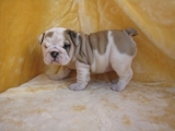 Día de San Valentín Bulldog Inglés cachorros