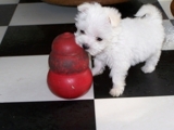 maltese puppies for adoption
