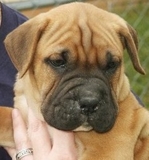 vendo lindos cachorros