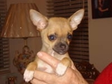 Tenho um macho e uma fêmea chihuahua, 12 semanas de idade