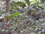 Propiedad ubicada en Yasika Sur, Matagalpa Vendida - Managua - Managua