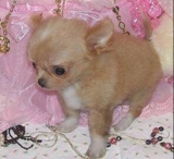 Gratis chihuahua