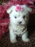 	 Maltês cachorro para venda