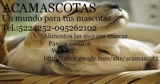 Cachorros_thumb