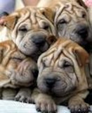 Shar_pei_thumb