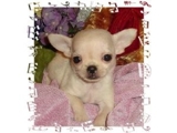linda chihuahua cachorros para venda / adoção