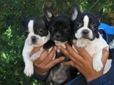 CACHORROS DE BULLDOG FRANCES  300€