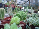 cactus y plantas crasas mas de 50 variedades, ventas apedido