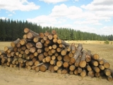 MADERA DE PINO RADIATA DESDE CHILE
