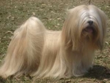 Lindos filhotes de Lhasa Apso e Shih Tzu com pedigree