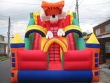 Saltarin_escalador_tigre_arriba_010_thumb