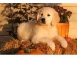 Beautiful AKC Goldens, campeão Bloodlines 