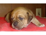 APENAS UM HOMEM AMAR PUGGLE