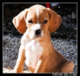 CACHORROS PERDIGUEIROS