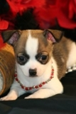 Chihuahua cachorrinho 