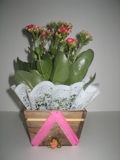 FLORES www.cestamagica.com.br 62-30886505