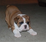 english bulldog puppies for adoption