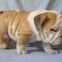 Caramelo que Parece a bebé para Adopción