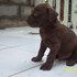 cachorritos labradores crusados con pitb bull 