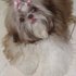 VENDA DE FILHOTES DE SHIH TZU , PUG E LHASA APSO
