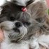 VENDA DE babys DE SHIH TZU , LHASA APSO  0115073 4340