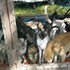 3534953-laura-s-kitties-0_thumb