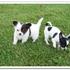 cute and adorable chihuahua puppies for free adoption