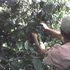 Finca Cafetalera ubicada en Agua María el Tuma Matagalpa.