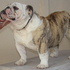 bulldog inglesB padrote 